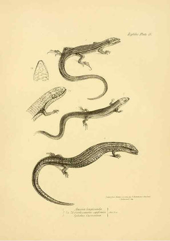Reproducción/Reproduction 8431748243: The zoology of the voyage of H.M.S. Beagle .... London,Smith, Elder & Co.,1838-