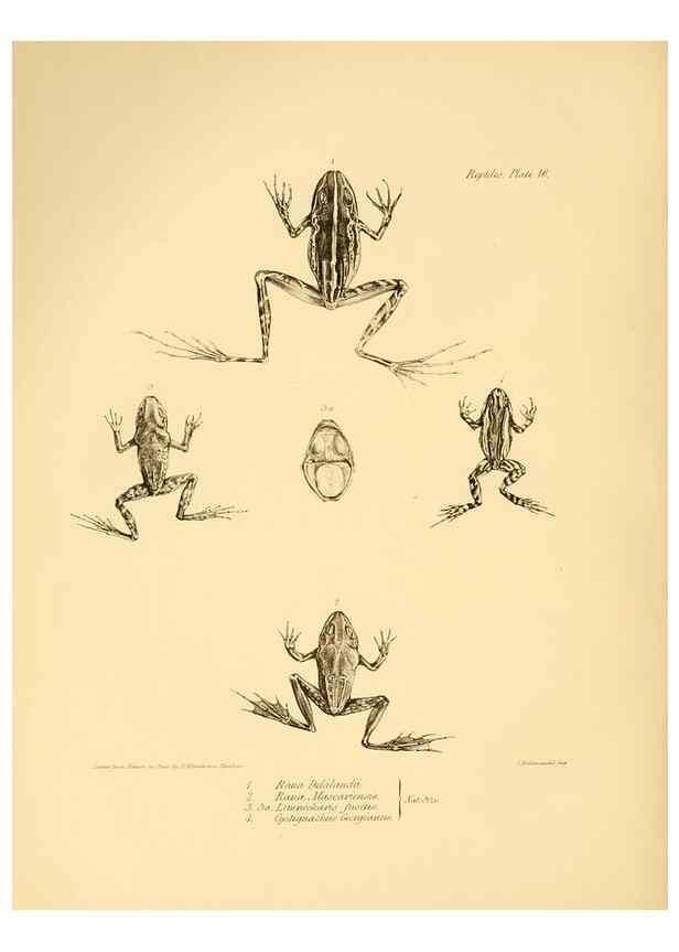 Reproducción/Reproduction 8431748521: The zoology of the voyage of H.M.S. Beagle .... London,Smith, Elder & Co.,1838-