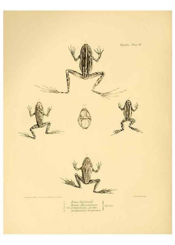 Reproducción/Reproduction 8431748521: The zoology of the voyage of H.M.S. Beagle .... London,Smith, Elder & Co.,1838-