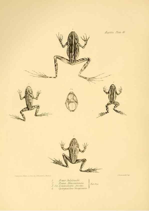 Reproducción/Reproduction 8431748521: The zoology of the voyage of H.M.S. Beagle .... London,Smith, Elder & Co.,1838-