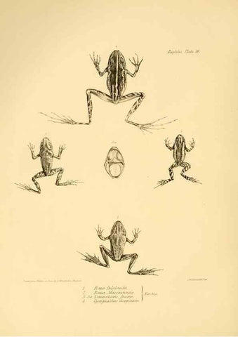 Reproducción/Reproduction 8431748521: The zoology of the voyage of H.M.S. Beagle .... London,Smith, Elder & Co.,1838-