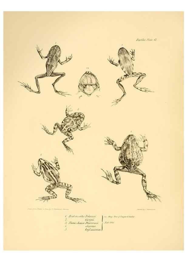 Reproducción/Reproduction 8431748761: The zoology of the voyage of H.M.S. Beagle .... London,Smith, Elder & Co.,1838-