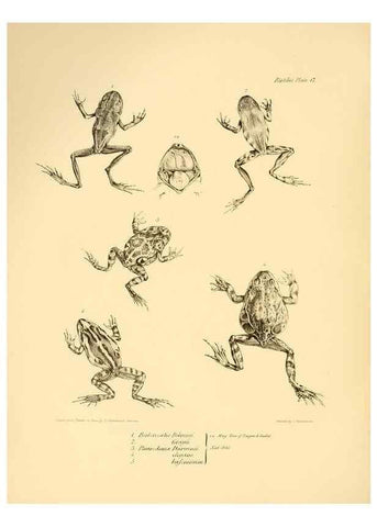 Reproducción/Reproduction 8431748761: The zoology of the voyage of H.M.S. Beagle .... London,Smith, Elder & Co.,1838-