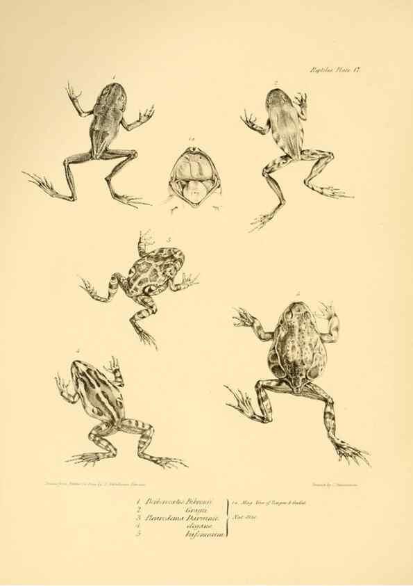 Reproducción/Reproduction 8431748761: The zoology of the voyage of H.M.S. Beagle .... London,Smith, Elder & Co.,1838-