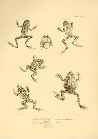 Reproducción/Reproduction 8431748761: The zoology of the voyage of H.M.S. Beagle .... London,Smith, Elder & Co.,1838-