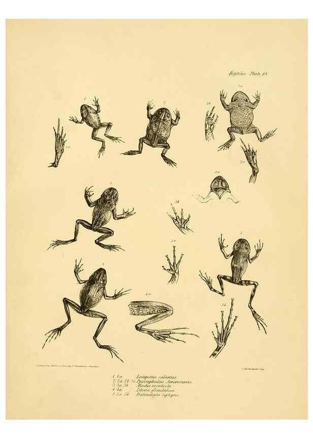 Reproducción/Reproduction 8431748987: The zoology of the voyage of H.M.S. Beagle .... London,Smith, Elder & Co.,1838-