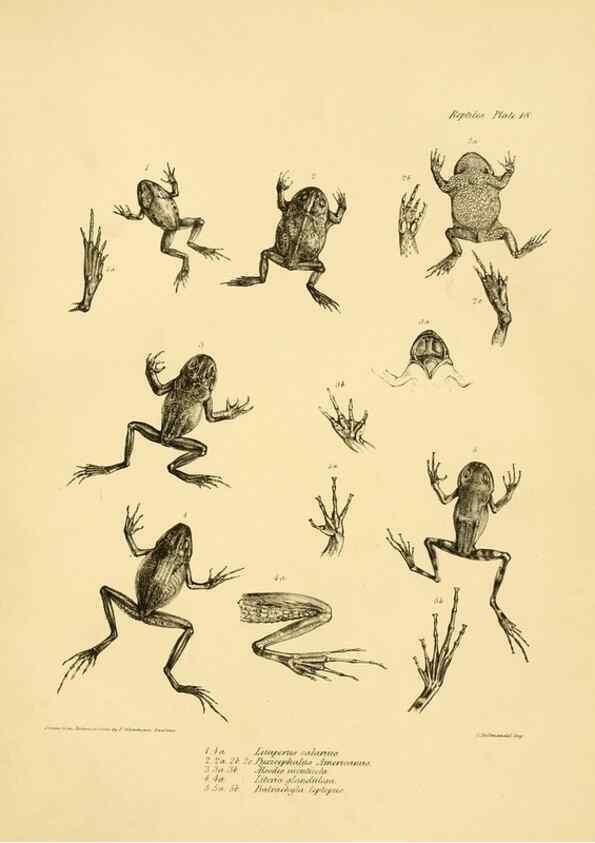 Reproducción/Reproduction 8431748987: The zoology of the voyage of H.M.S. Beagle .... London,Smith, Elder & Co.,1838-