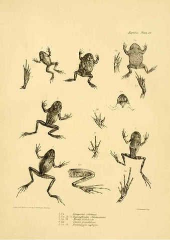 Reproducción/Reproduction 8431748987: The zoology of the voyage of H.M.S. Beagle .... London,Smith, Elder & Co.,1838-