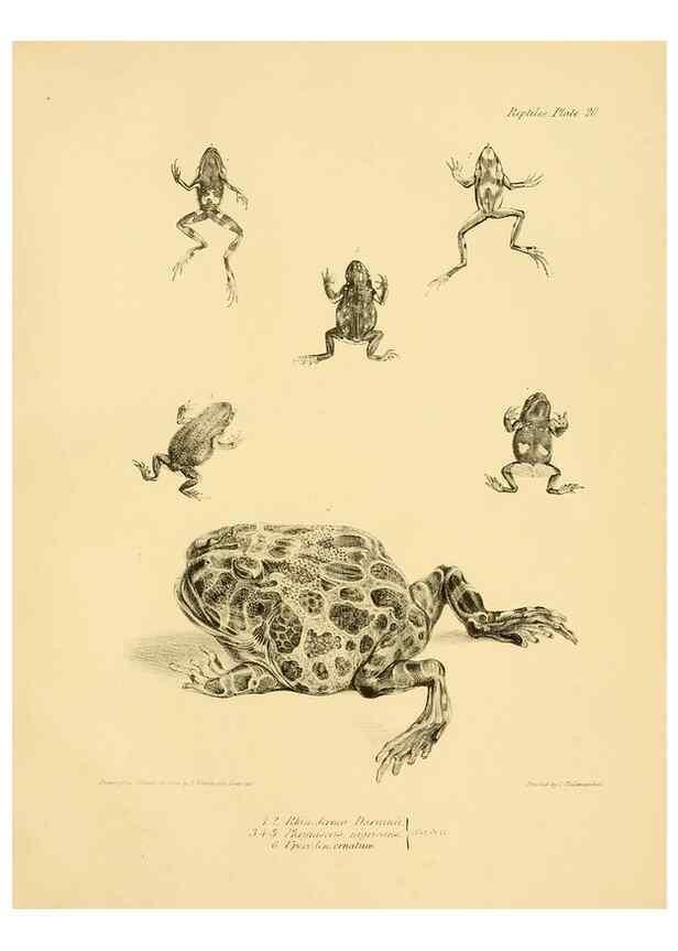 Reproducción/Reproduction 8432834506: The zoology of the voyage of H.M.S. Beagle .... London,Smith, Elder & Co.,1838-