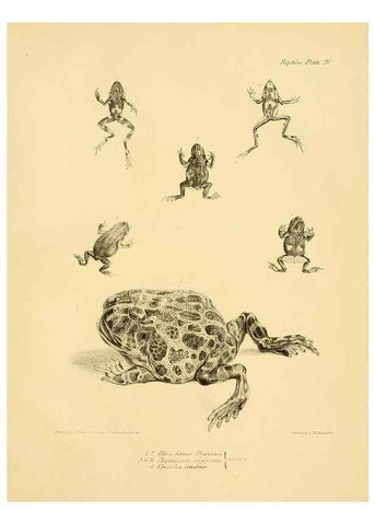 Reproducción/Reproduction 8432834506: The zoology of the voyage of H.M.S. Beagle .... London,Smith, Elder & Co.,1838-