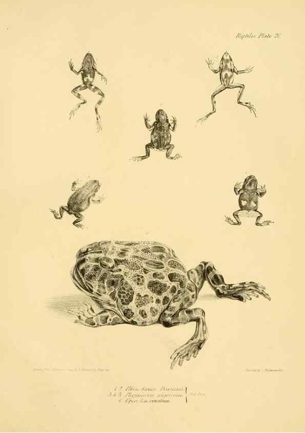 Reproducción/Reproduction 8432834506: The zoology of the voyage of H.M.S. Beagle .... London,Smith, Elder & Co.,1838-