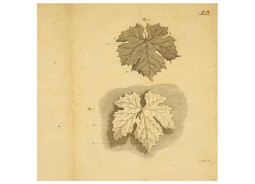 Reproducción/Reproduction 8431812079: Recherches sur l'usage des feuilles dans les plantes :. Göttingen ;E. Luzac, fils,1754.