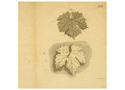 Reproducción/Reproduction 8431812079: Recherches sur l'usage des feuilles dans les plantes :. Göttingen ;E. Luzac, fils,1754.