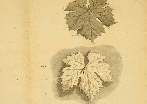 Reproducción/Reproduction 8431812079: Recherches sur l'usage des feuilles dans les plantes :. Göttingen ;E. Luzac, fils,1754.
