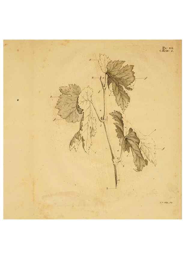 Reproducción/Reproduction 8431813247: Recherches sur l'usage des feuilles dans les plantes :. Göttingen ;E. Luzac, fils,1754.