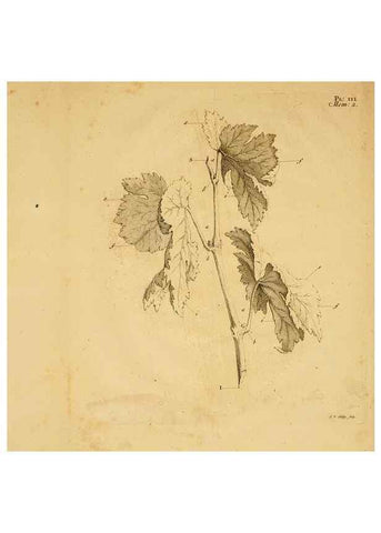 Reproducción/Reproduction 8431813247: Recherches sur l'usage des feuilles dans les plantes :. Göttingen ;E. Luzac, fils,1754.