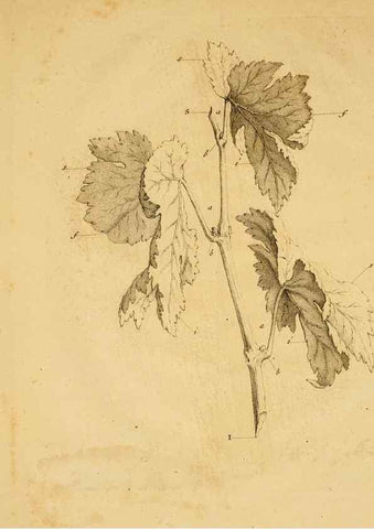 Reproducción/Reproduction 8431813247: Recherches sur l'usage des feuilles dans les plantes :. Göttingen ;E. Luzac, fils,1754.