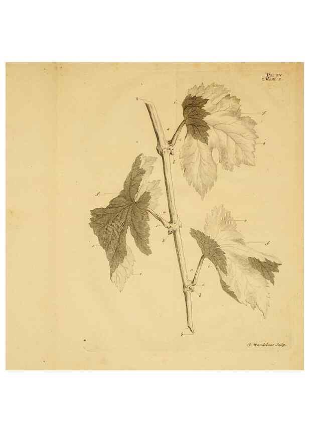 Reproducción/Reproduction 8431813847: Recherches sur l'usage des feuilles dans les plantes :. Göttingen ;E. Luzac, fils,1754.