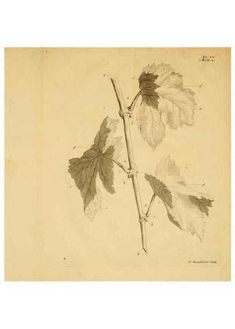 Reproducción/Reproduction 8431813847: Recherches sur l'usage des feuilles dans les plantes :. Göttingen ;E. Luzac, fils,1754.