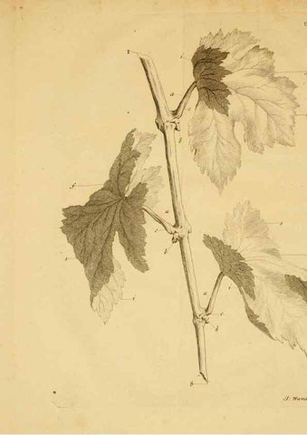 Reproducción/Reproduction 8431813847: Recherches sur l'usage des feuilles dans les plantes :. Göttingen ;E. Luzac, fils,1754.
