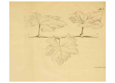 Reproducción/Reproduction 8431814175: Recherches sur l'usage des feuilles dans les plantes :. Göttingen ;E. Luzac, fils,1754.