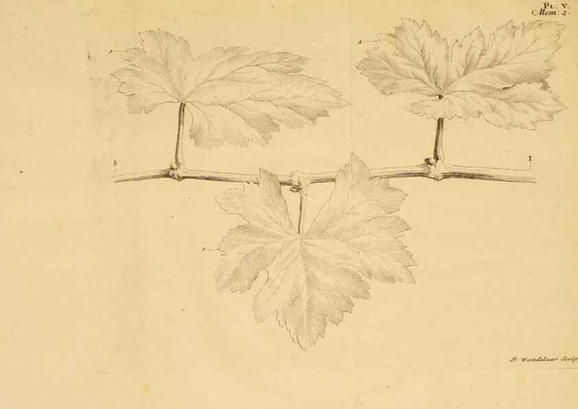 Reproducción/Reproduction 8431814175: Recherches sur l'usage des feuilles dans les plantes :. Göttingen ;E. Luzac, fils,1754.