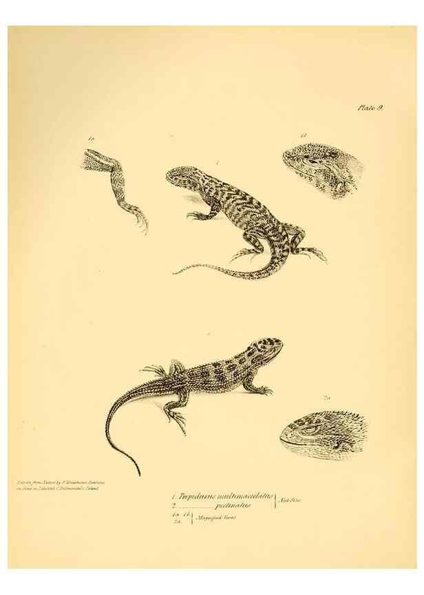 Reproducción/Reproduction 8432831524: The zoology of the voyage of H.M.S. Beagle .... London,Smith, Elder & Co.,1838-