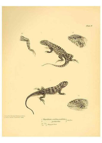 Reproducción/Reproduction 8432831524: The zoology of the voyage of H.M.S. Beagle .... London,Smith, Elder & Co.,1838-
