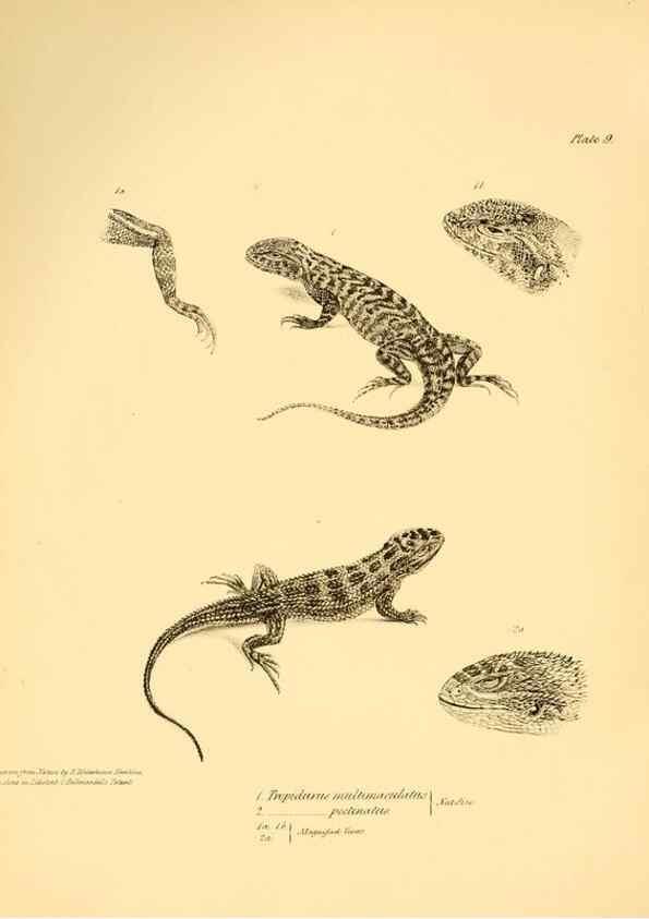 Reproducción/Reproduction 8432831524: The zoology of the voyage of H.M.S. Beagle .... London,Smith, Elder & Co.,1838-