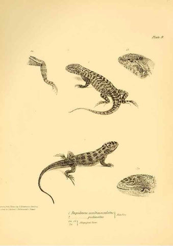 Reproducción/Reproduction 8432831524: The zoology of the voyage of H.M.S. Beagle .... London,Smith, Elder & Co.,1838-