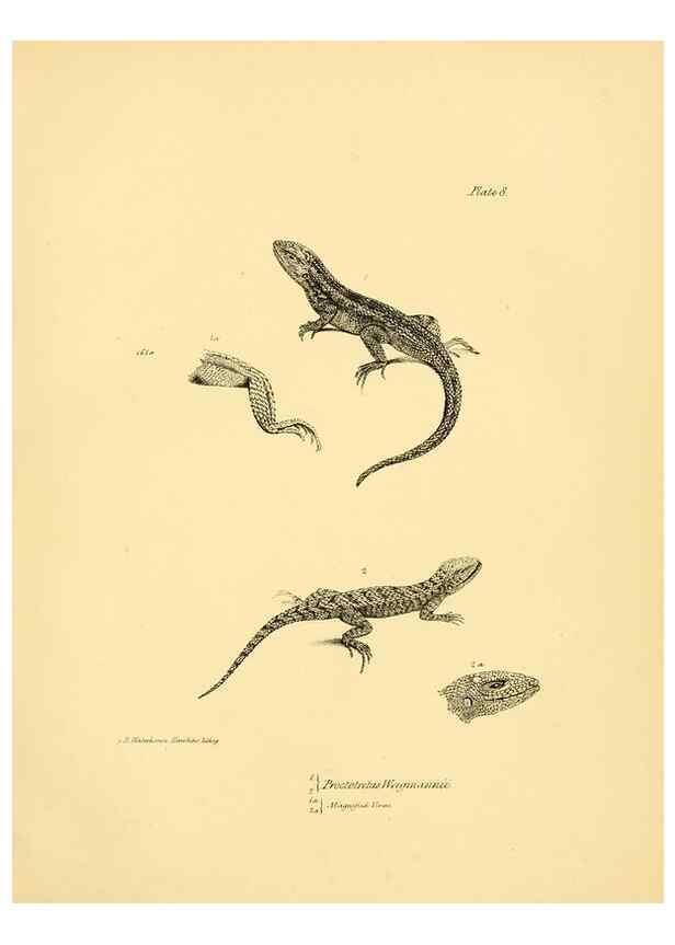 Reproducción/Reproduction 8432831322: The zoology of the voyage of H.M.S. Beagle .... London,Smith, Elder & Co.,1838-