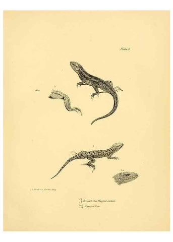 Reproducción/Reproduction 8432831322: The zoology of the voyage of H.M.S. Beagle .... London,Smith, Elder & Co.,1838-