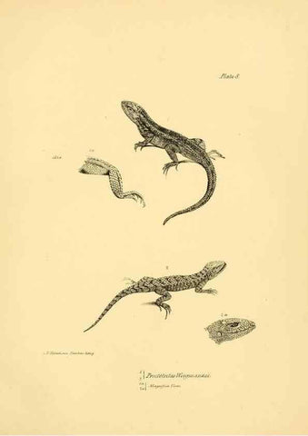 Reproducción/Reproduction 8432831322: The zoology of the voyage of H.M.S. Beagle .... London,Smith, Elder & Co.,1838-