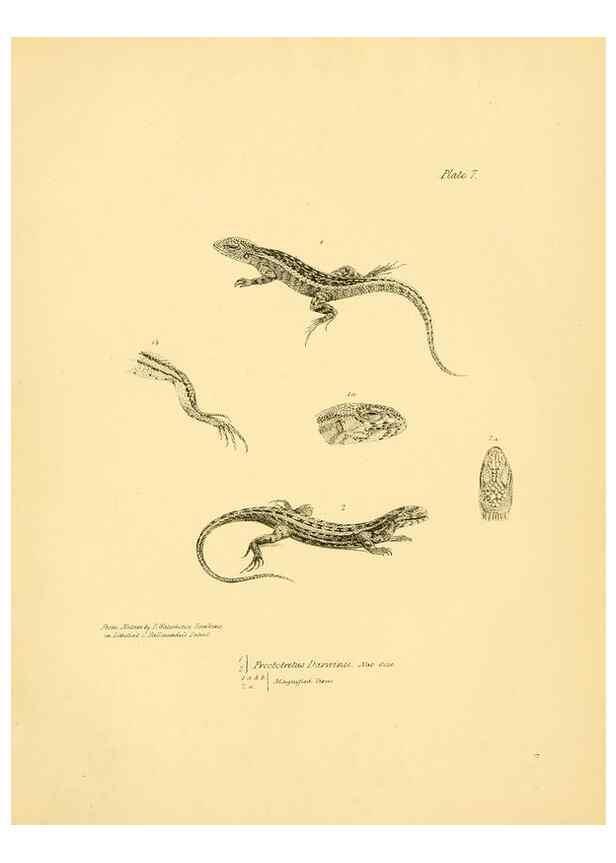 Reproducción/Reproduction 8432831134: The zoology of the voyage of H.M.S. Beagle .... London,Smith, Elder & Co.,1838-