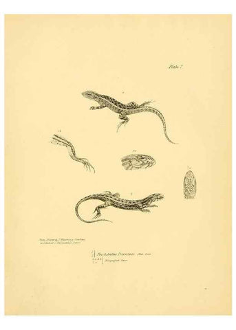 Reproducción/Reproduction 8432831134: The zoology of the voyage of H.M.S. Beagle .... London,Smith, Elder & Co.,1838-