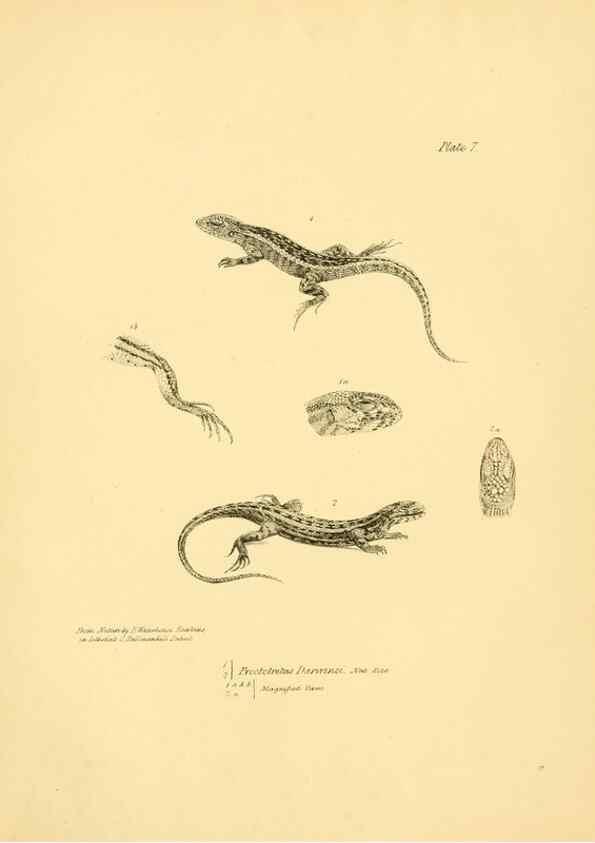 Reproducción/Reproduction 8432831134: The zoology of the voyage of H.M.S. Beagle .... London,Smith, Elder & Co.,1838-