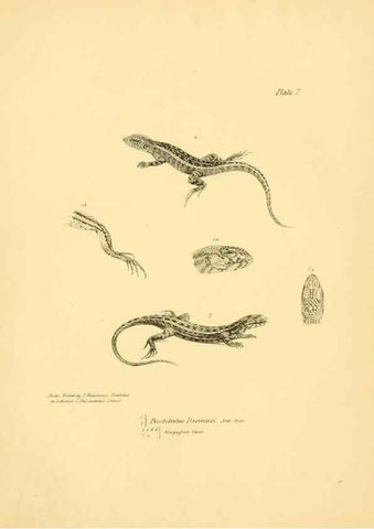 Reproducción/Reproduction 8432831134: The zoology of the voyage of H.M.S. Beagle .... London,Smith, Elder & Co.,1838-