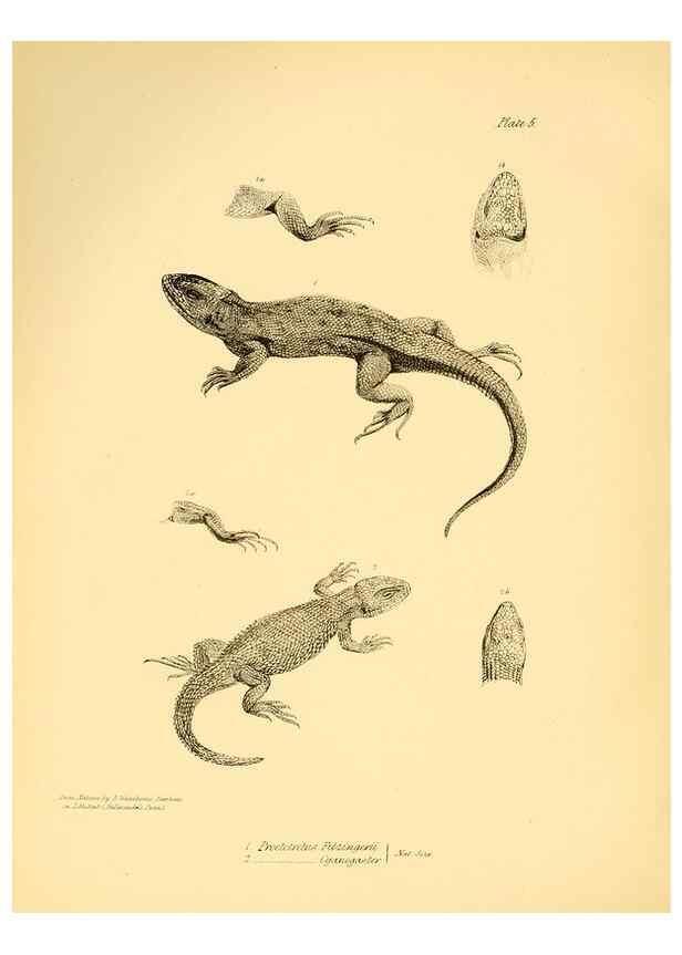 Reproducción/Reproduction 8431745723: The zoology of the voyage of H.M.S. Beagle .... London,Smith, Elder & Co.,1838-