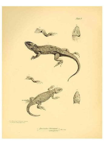 Reproducción/Reproduction 8431745723: The zoology of the voyage of H.M.S. Beagle .... London,Smith, Elder & Co.,1838-