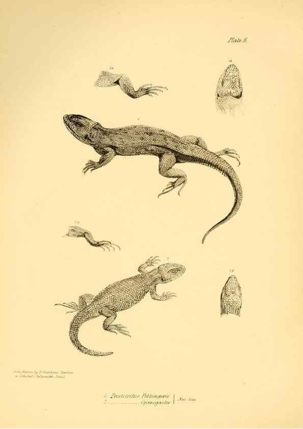 Reproducción/Reproduction 8431745723: The zoology of the voyage of H.M.S. Beagle .... London,Smith, Elder & Co.,1838-