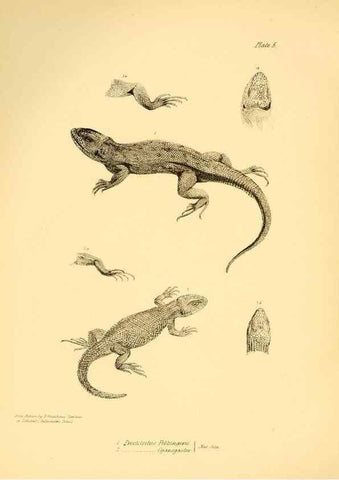 Reproducción/Reproduction 8431745723: The zoology of the voyage of H.M.S. Beagle .... London,Smith, Elder & Co.,1838-