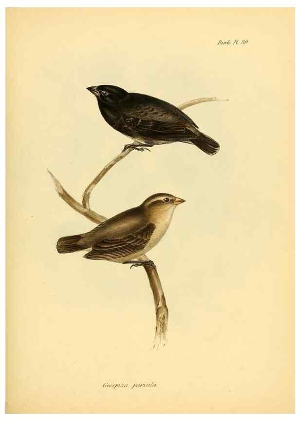 Reproducción/Reproduction 8429528713: The zoology of the voyage of H.M.S. Beagle .... London,Smith, Elder & Co.,1838-