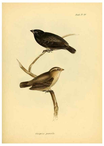 Reproducción/Reproduction 8429528713: The zoology of the voyage of H.M.S. Beagle .... London,Smith, Elder & Co.,1838-