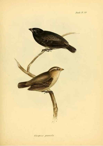 Reproducción/Reproduction 8429528713: The zoology of the voyage of H.M.S. Beagle .... London,Smith, Elder & Co.,1838-