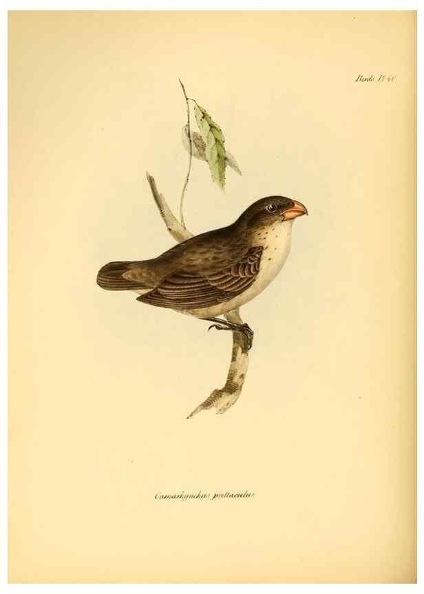 Reproducción/Reproduction 8430615678: The zoology of the voyage of H.M.S. Beagle .... London,Smith, Elder & Co.,1838-