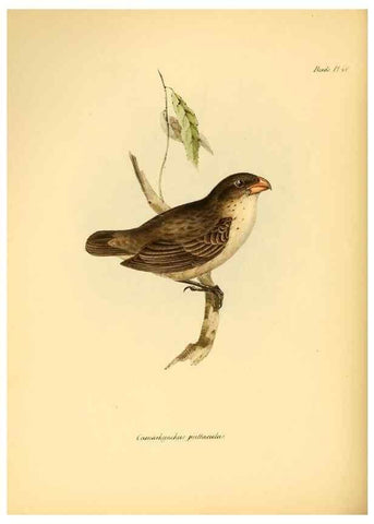 Reproducción/Reproduction 8430615678: The zoology of the voyage of H.M.S. Beagle .... London,Smith, Elder & Co.,1838-