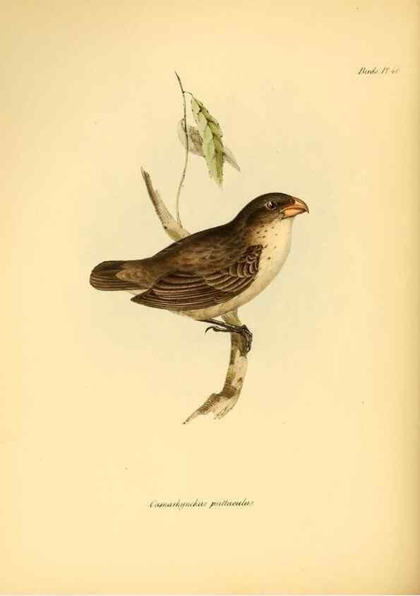 Reproducción/Reproduction 8430615678: The zoology of the voyage of H.M.S. Beagle .... London,Smith, Elder & Co.,1838-
