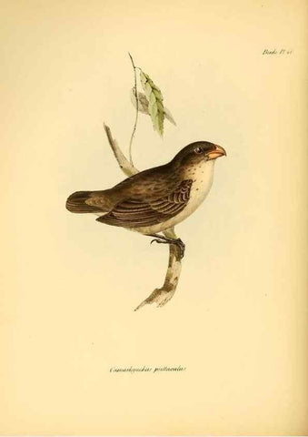 Reproducción/Reproduction 8430615678: The zoology of the voyage of H.M.S. Beagle .... London,Smith, Elder & Co.,1838-