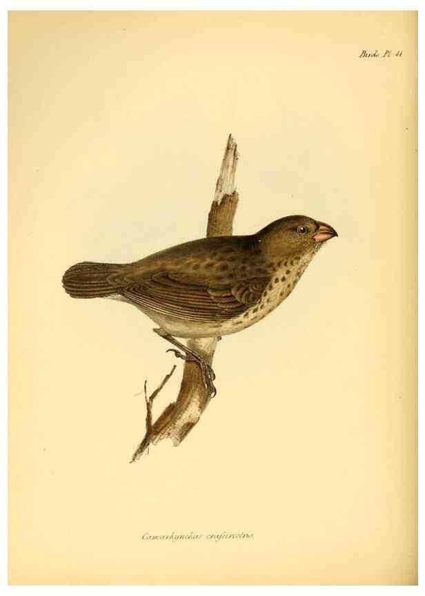 Reproducción/Reproduction 8429529807: The zoology of the voyage of H.M.S. Beagle .... London,Smith, Elder & Co.,1838-