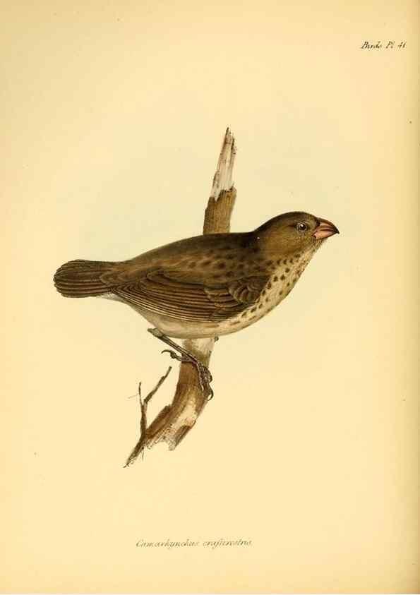 Reproducción/Reproduction 8429529807: The zoology of the voyage of H.M.S. Beagle .... London,Smith, Elder & Co.,1838-